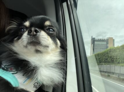 愛犬家のお助けレンタカーやさんです